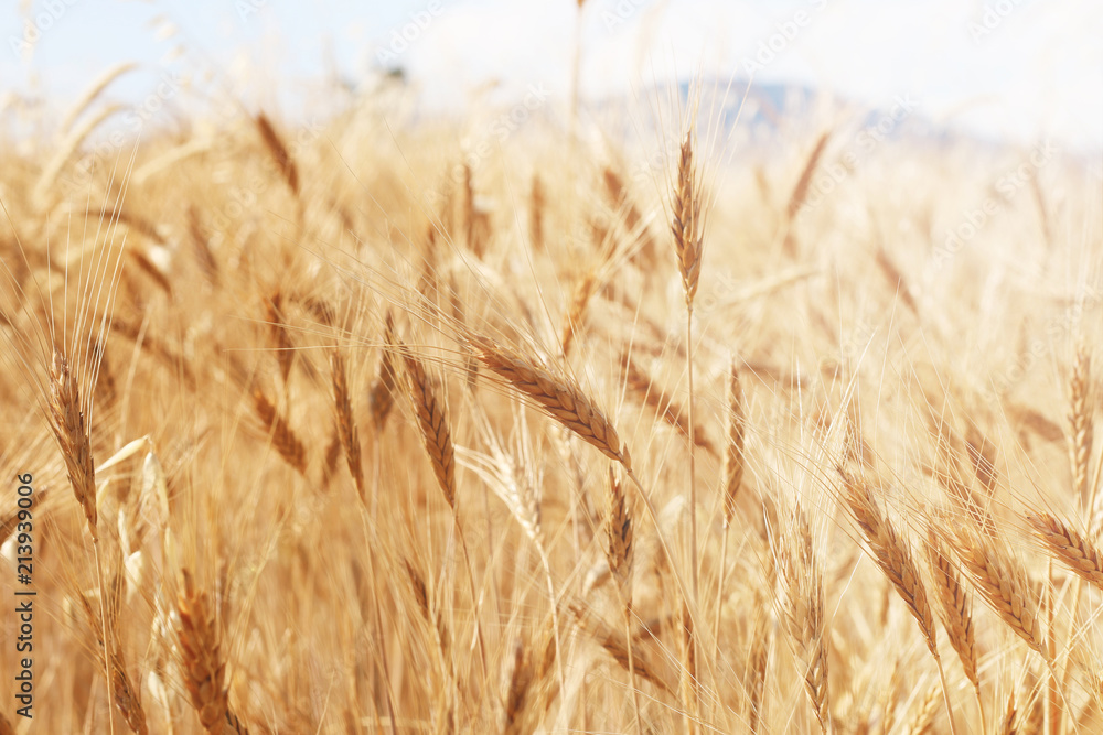 Fototapeta premium Field of wheat