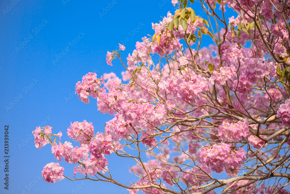 Tabebuia rosea is a Pink Flower neotropical tree and blue sky Tabebuia rosea is a Pink Flower neotropical tree and blue sky