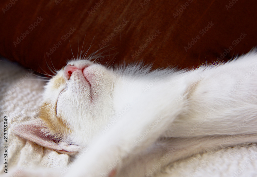 kitten sleeping in bed