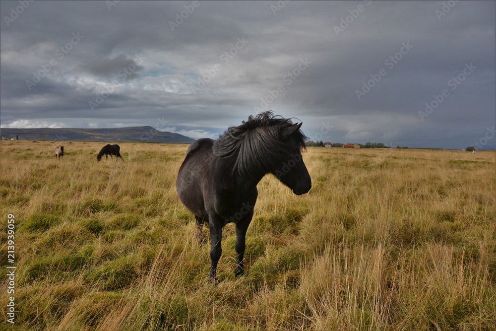 Icelandic Horses on Route 1 Icelandic Horses on Route 1