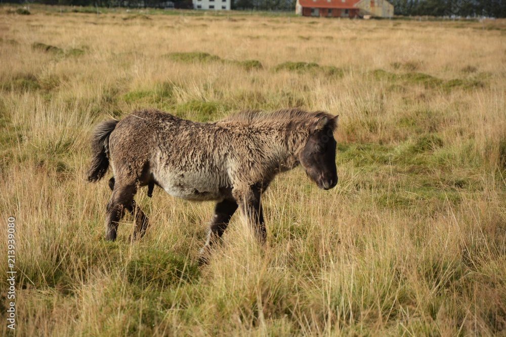 Fototapeta premium Icelandic Horses on Route 1
