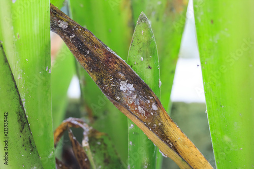 Mealybugs on a palmtree leaf. photo