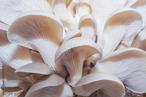 Oyster mushrooms