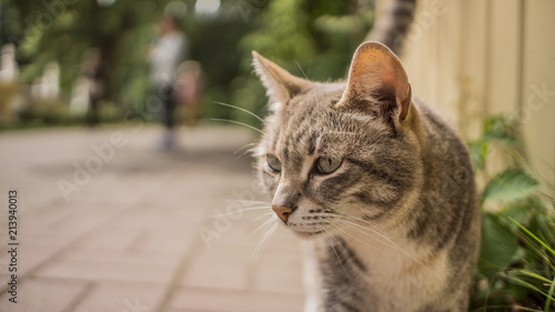 street cat