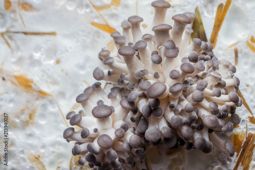 Oyster mushrooms © andreymuravin