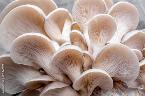 Fototapeta Oyster mushrooms