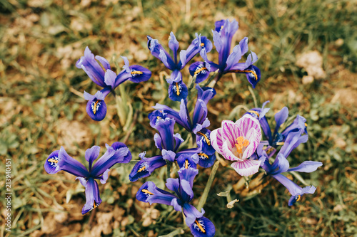 Fototapeta Naklejka Na Ścianę i Meble -  Violet iris flower growing in nature, summer seasonal floral background