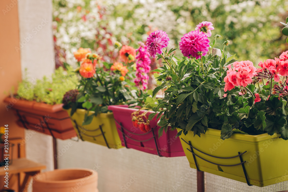 Fototapeta premium Colorful flowers growing in pots on the balcony