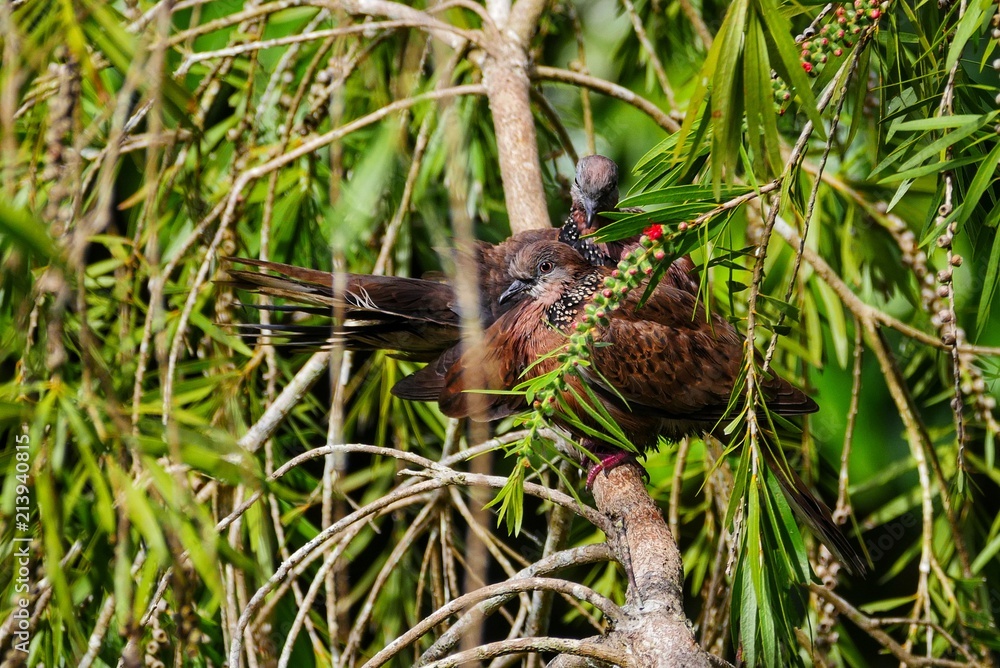 Pigeon like intricate pattern necked birds from Mauritius Pigeon like intricate pattern necked birds from Mauritius