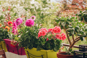 Colorful flowers growing in pots on the balcony