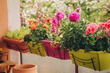 Colorful flowers growing in pots on the balcony