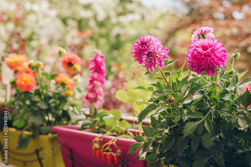 Colorful flowers growing in pots on the balcony photo