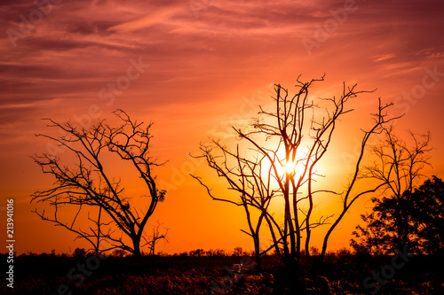 trees on susnet background