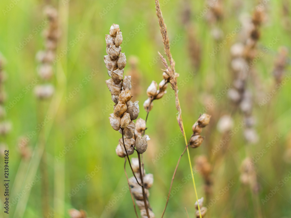 Dry plant with seeds. Seeds in dry boxes. Dry plant with seeds. Seeds in dry boxes.