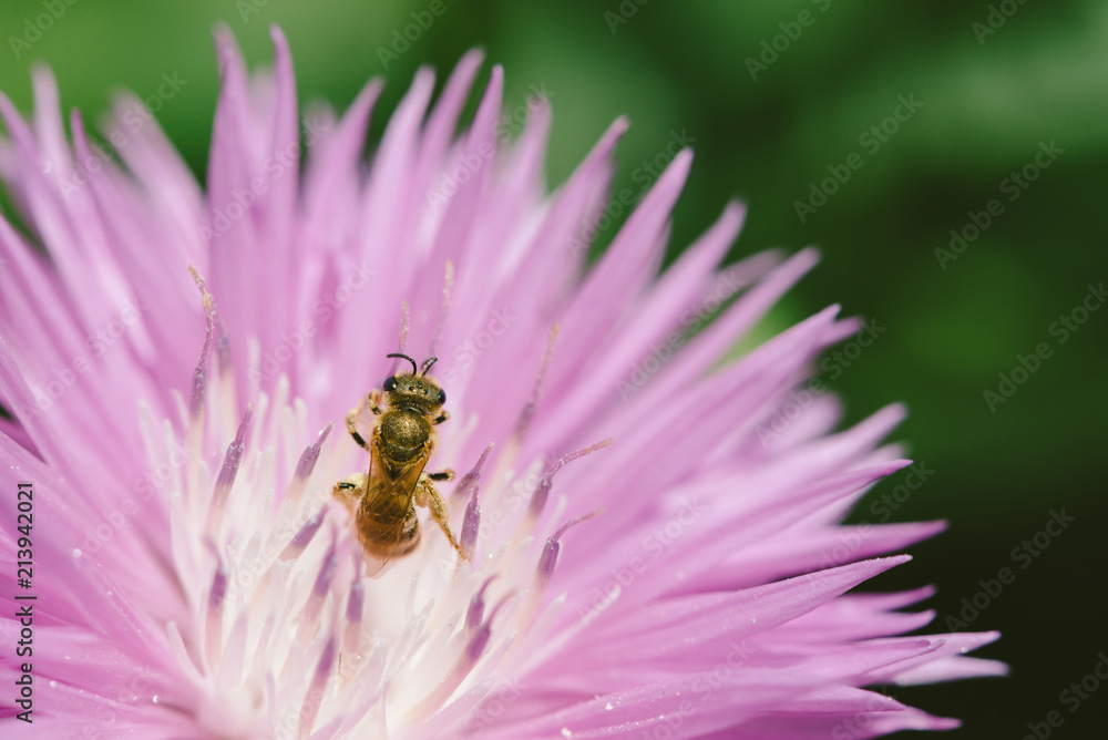 Gold bee pollinates pink cornflower with whitish center in sunny day close up. Striped insect on magenta flower of knapweed in sunlight. Centaurea dealbata with copy space on green bokeh background. Gold bee pollinates pink cornflower with whitish center in sunny day close up. Striped insect on magenta flower of knapweed in sunlight. Centaurea dealbata with copy space on green bokeh background.