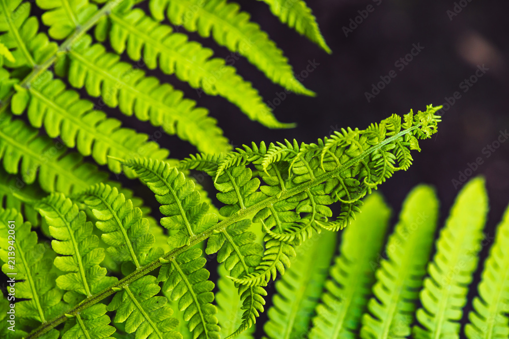 Large green leaves of fern close-up. Detailed background of big foliage with copy space. Textured leaf of polypodiales. Large green leaves of fern close-up. Detailed background of big foliage with copy space. Textured leaf of polypodiales.