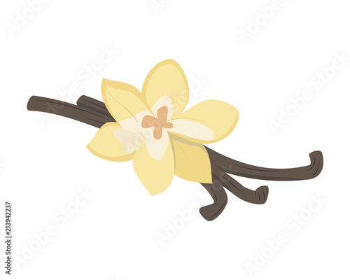 Vector vanilla illustration isolated in cartoon style. Herbs and Species Series