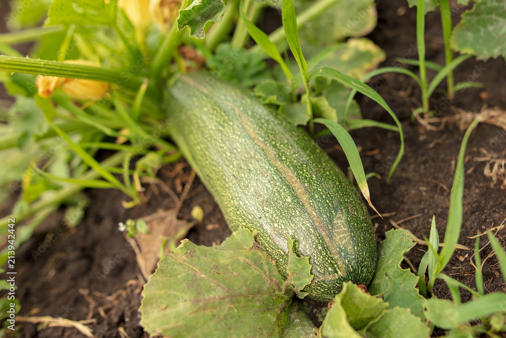 Obraz premium Zucchini grow on the ground in the garden