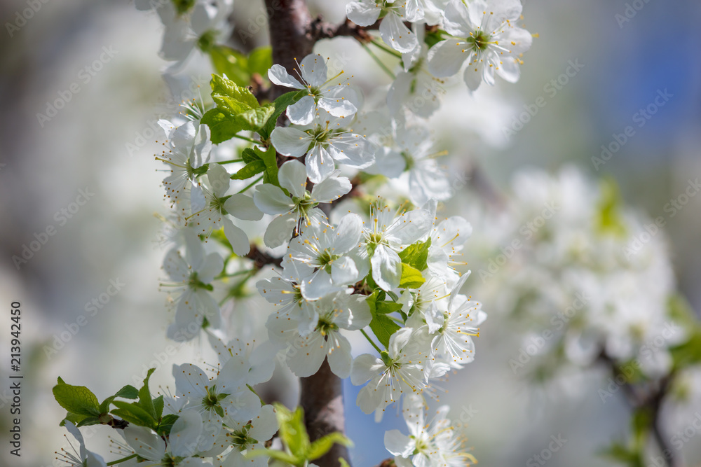 Obraz premium Flowers on the branches of a tree in the nature