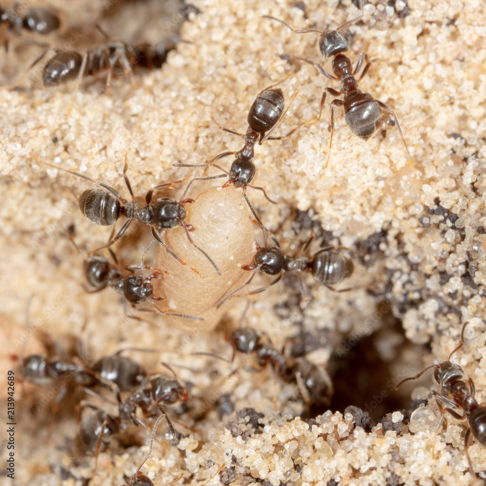 Ants and formic eggs in nature Ants and formic eggs in nature