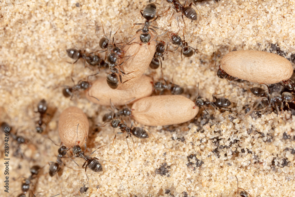 Ants and formic eggs in nature Ants and formic eggs in nature