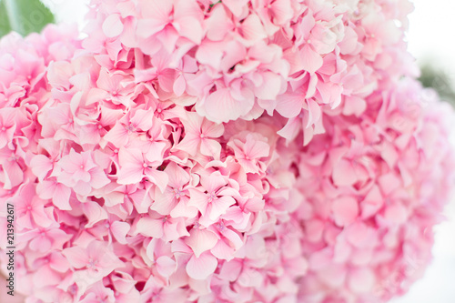 Bouquet of pink hydrangea. Flowers are blooming in spring and summer at sunset in town garden.