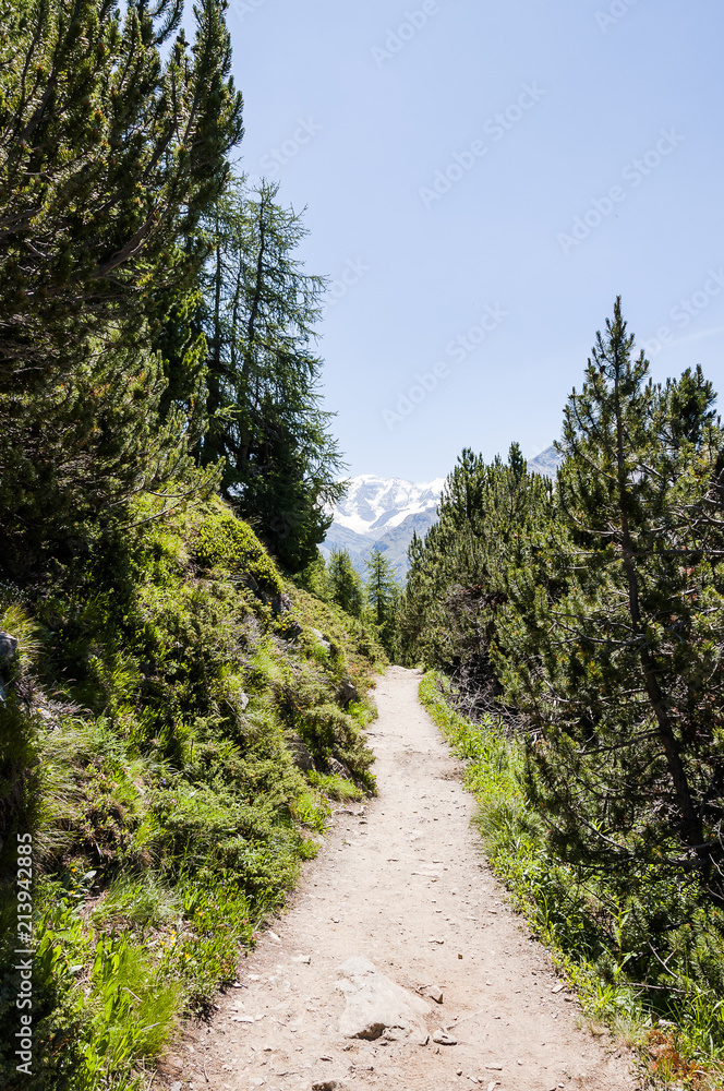 Pontresina, Piz Palü, Diavolezza, Bernina, Muottas Muragl, Wanderweg, Panoramaweg, Alpen, Graubünden, Oberengadin, Sommer, Schweiz Pontresina, Piz Palü, Diavolezza, Bernina, Muottas Muragl, Wanderweg, Panoramaweg, Alpen, Graubünden, Oberengadin, Sommer, Schweiz