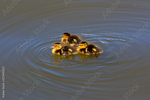 Little ducklings swim on the surface of the lake