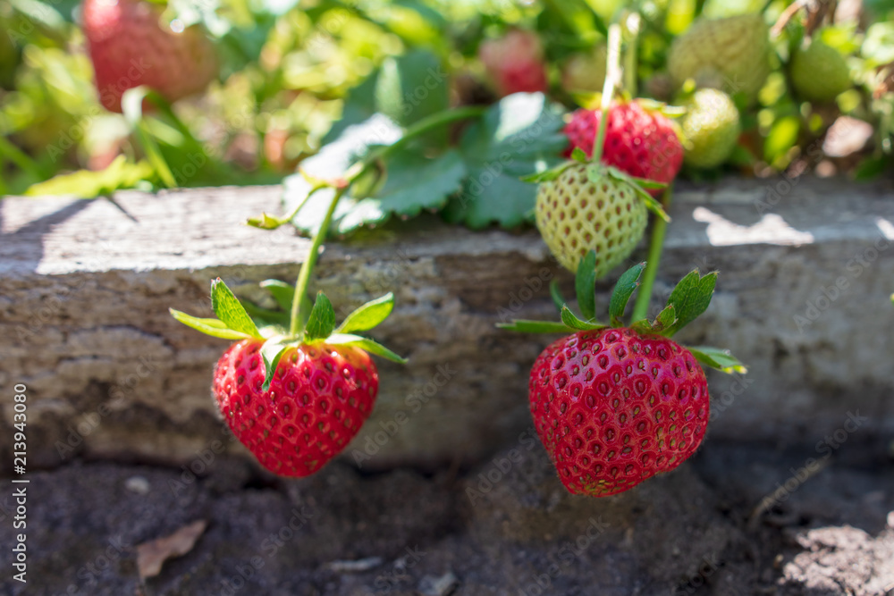 Red ripe strawberry in the garden Red ripe strawberry in the garden