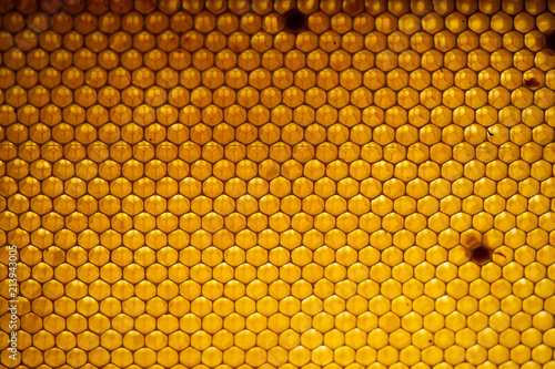 Honey comb. fragment of honeycomb, Abstract background.