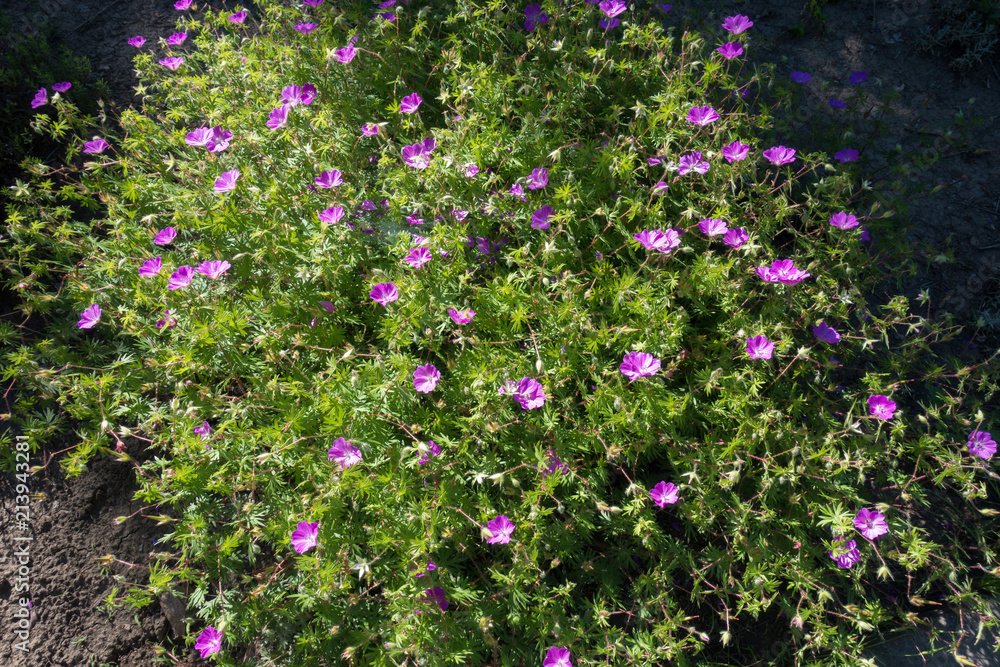 Geranium sanguineum in full bloom in late May Geranium sanguineum in full bloom in late May