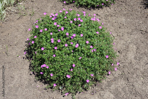 Flowering pillow like bush of Geranium sanguineum photo