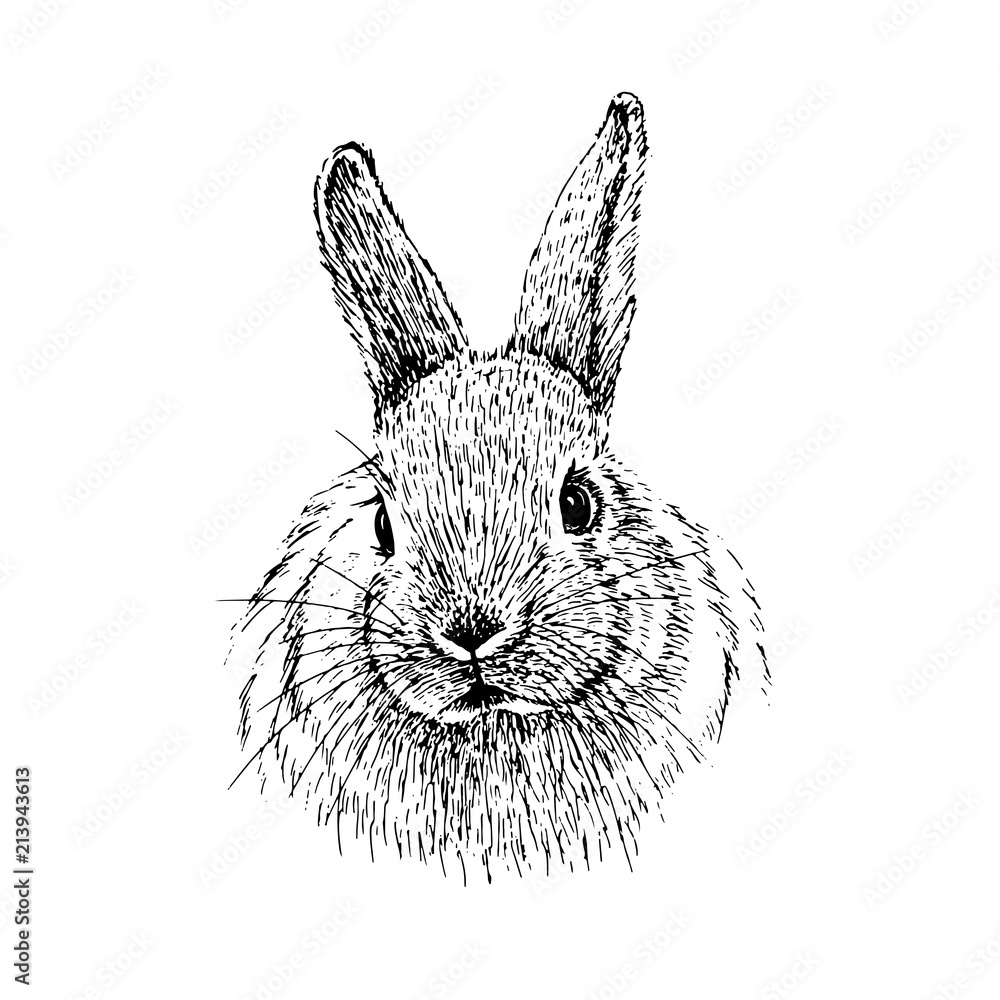 Rabbit sketch. Hand drawn vector illustration. Stock Vector | Adobe Stock