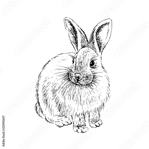 Rabbit sketch. Hand drawn vector illustration.