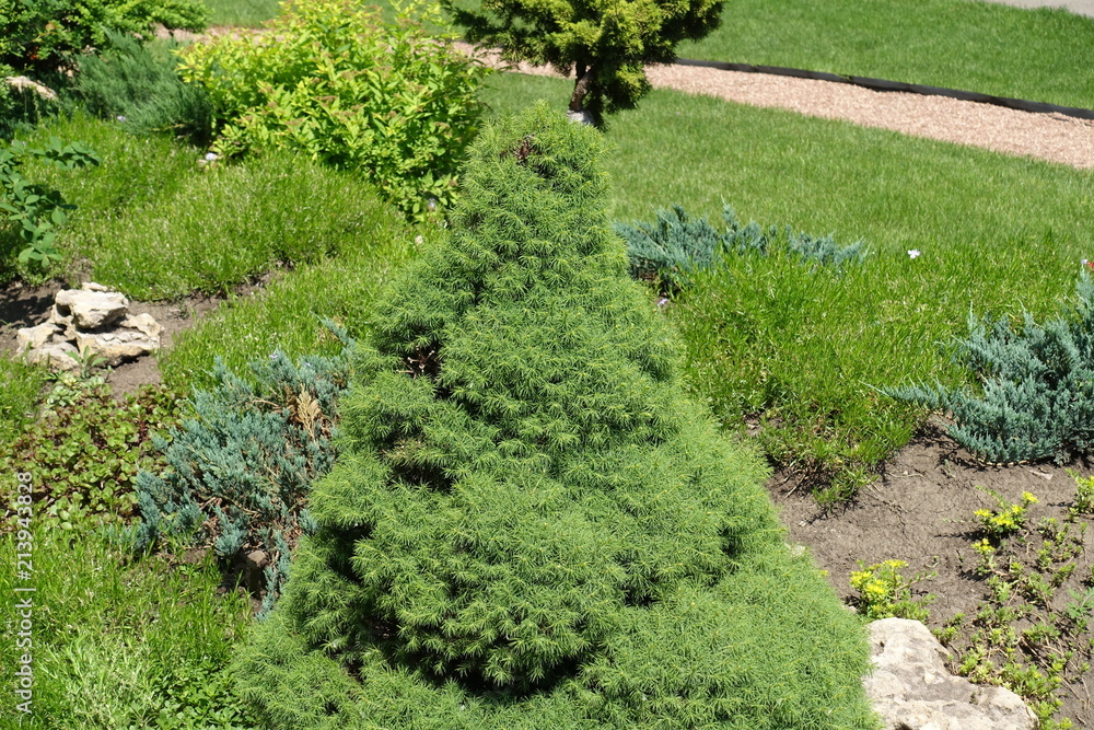 Dwarf cultivar of white spruce in the rock garden