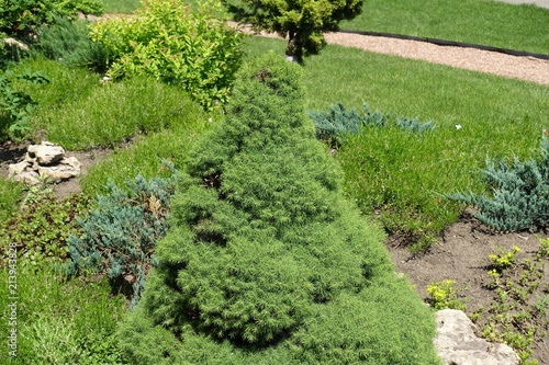 Dwarf cultivar of white spruce in the rock garden