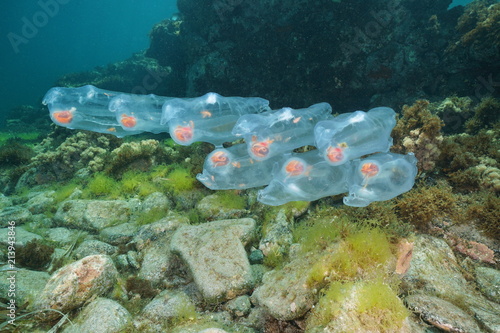 Salps planktonic tunicate underwater in the Mediterranean sea, Cabo de Gata-Níjar natural park, Almeria, Andalusia, Spain