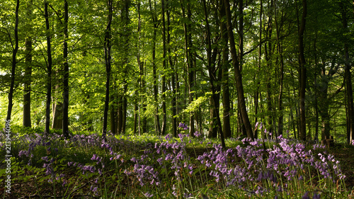 Bluebell carpet under forest in the Cotswolds England