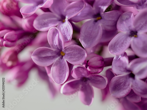 Flowers on a branch of lilac in nature