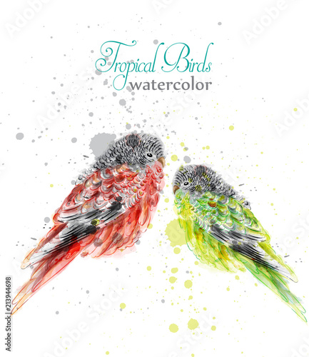Small birds in watercolor Vector. Tropic colorful cute parrots
