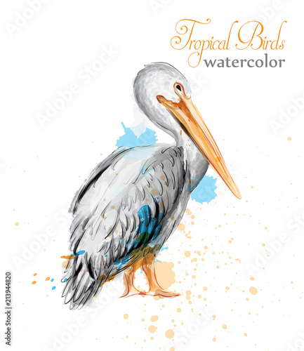 Pelican watercolor Vector. Tropic colorful birds