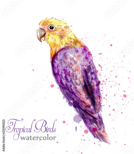 Tropic parrot bird watercolor Vector. Paint splash colorful backgrounds