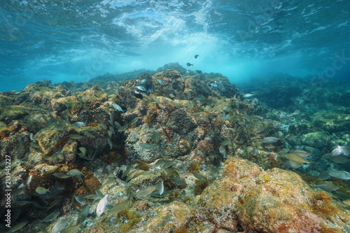 Rock below sea surface with a shoal of fish in the Mediterranean sea, La Isleta del Moro, Cabo de Gata-Níjar natural park, Almeria, Andalusia, Spain