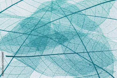 Obraz niebieskie półprzezroczyste suche liście tło