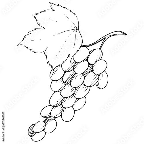 Grape healthy food in a vector style isolated. Full name of the fruit: grape. Vector wild fruit for background, texture, wrapper pattern or menu.