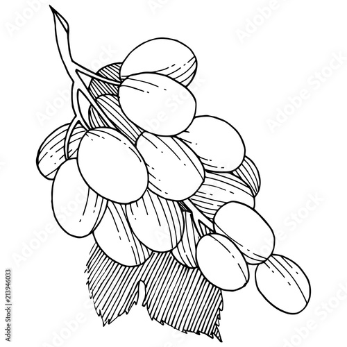 Grape healthy food in a vector style isolated. Full name of the fruit: grape. Vector wild fruit for background, texture, wrapper pattern or menu.