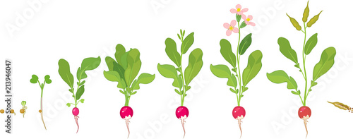 Radish life cycle. Consecutive stages of growth from seed to flowering and fruit-bearing plant