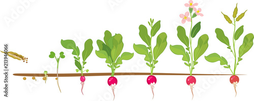 Radish life cycle. Consecutive stages of growth from seed to flowering and fruit-bearing plant