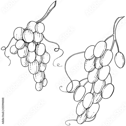 Grape healthy food in a vector style isolated. Full name of the fruit: grape. Vector wild fruit for background, texture, wrapper pattern or menu.