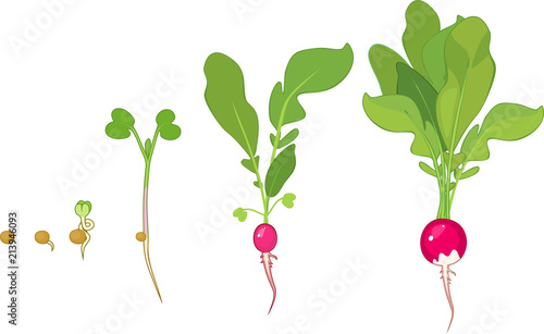 Stages of radish growth from seed and sprout to harvest